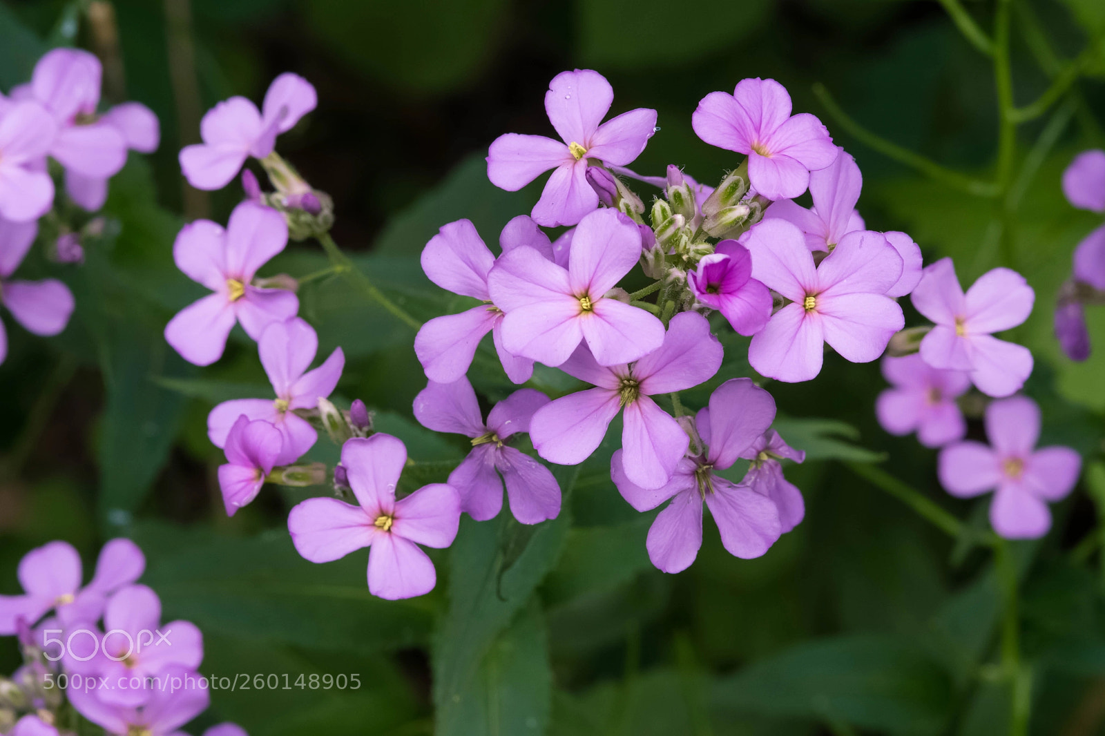 Nikon D7500 sample photo. Hesperis matronalis - alternate photography