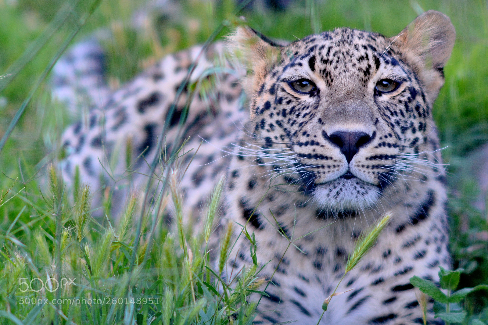 Nikon D7100 sample photo. Leopard in the grass photography