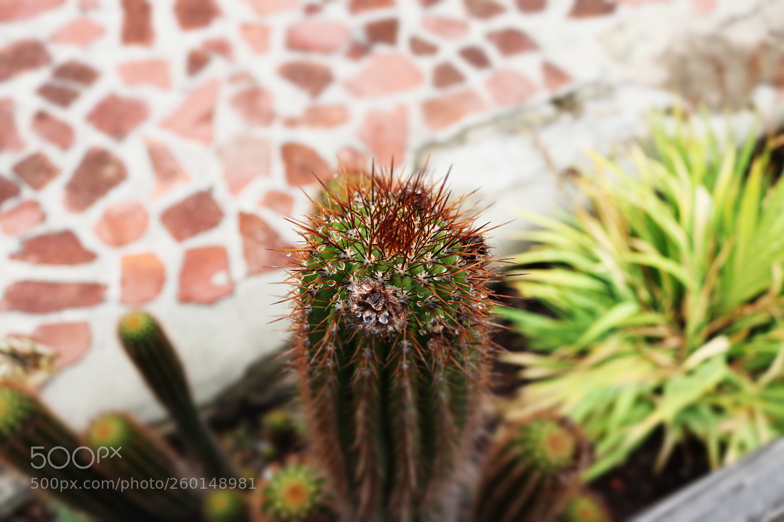 Canon EOS 80D sample photo. Drops photography