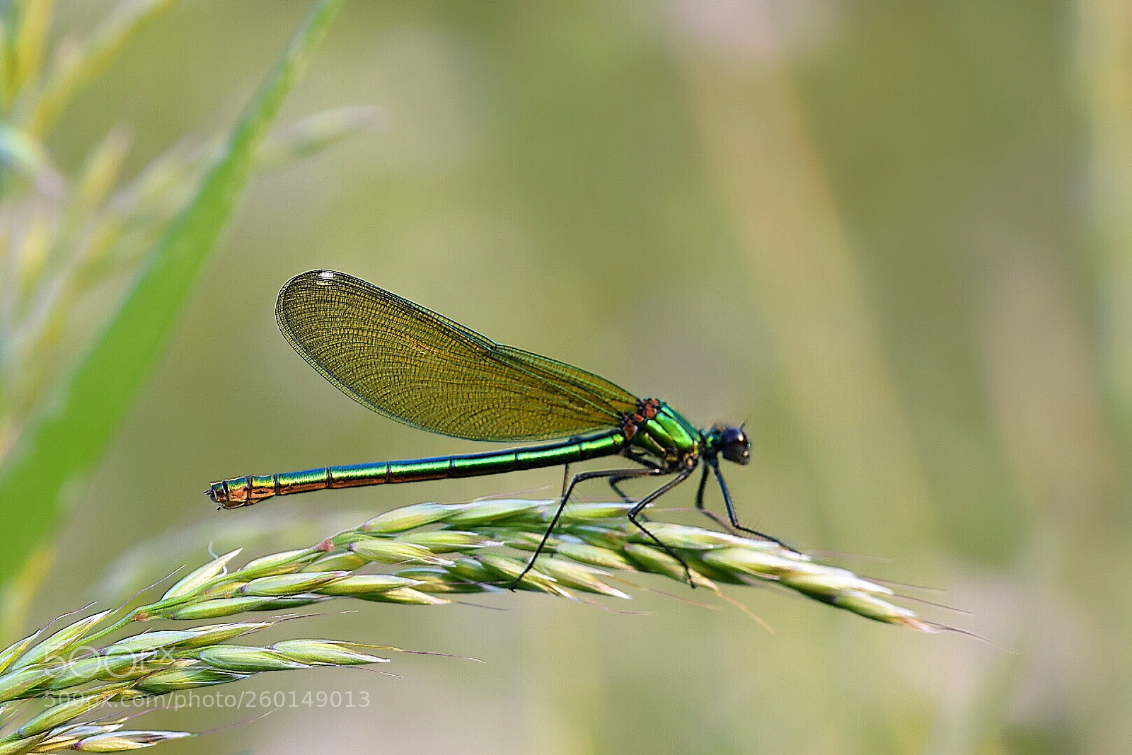 Nikon D5600 sample photo. Calmness of nature.. photography