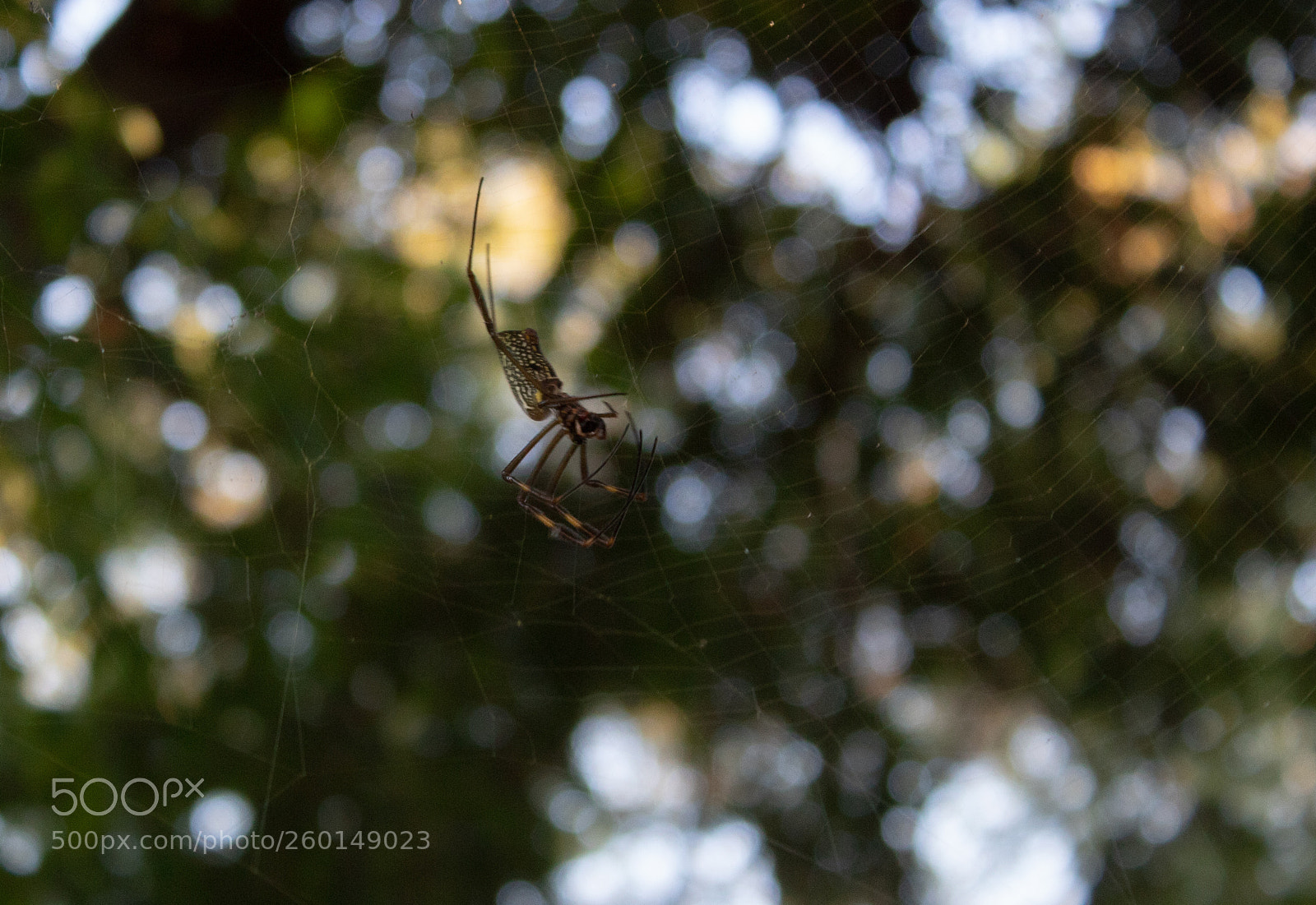 Canon EOS 1300D (EOS Rebel T6 / EOS Kiss X80) sample photo. Spider sensor photography