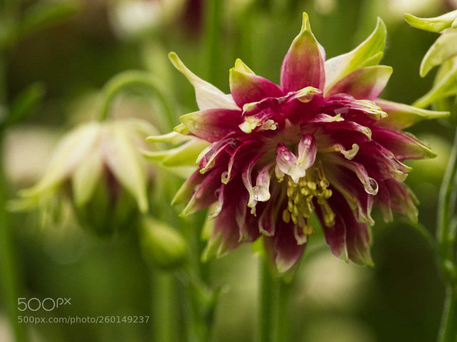 Olympus OM-D E-M5 II sample photo. Aquilegia (nora barlow) photography