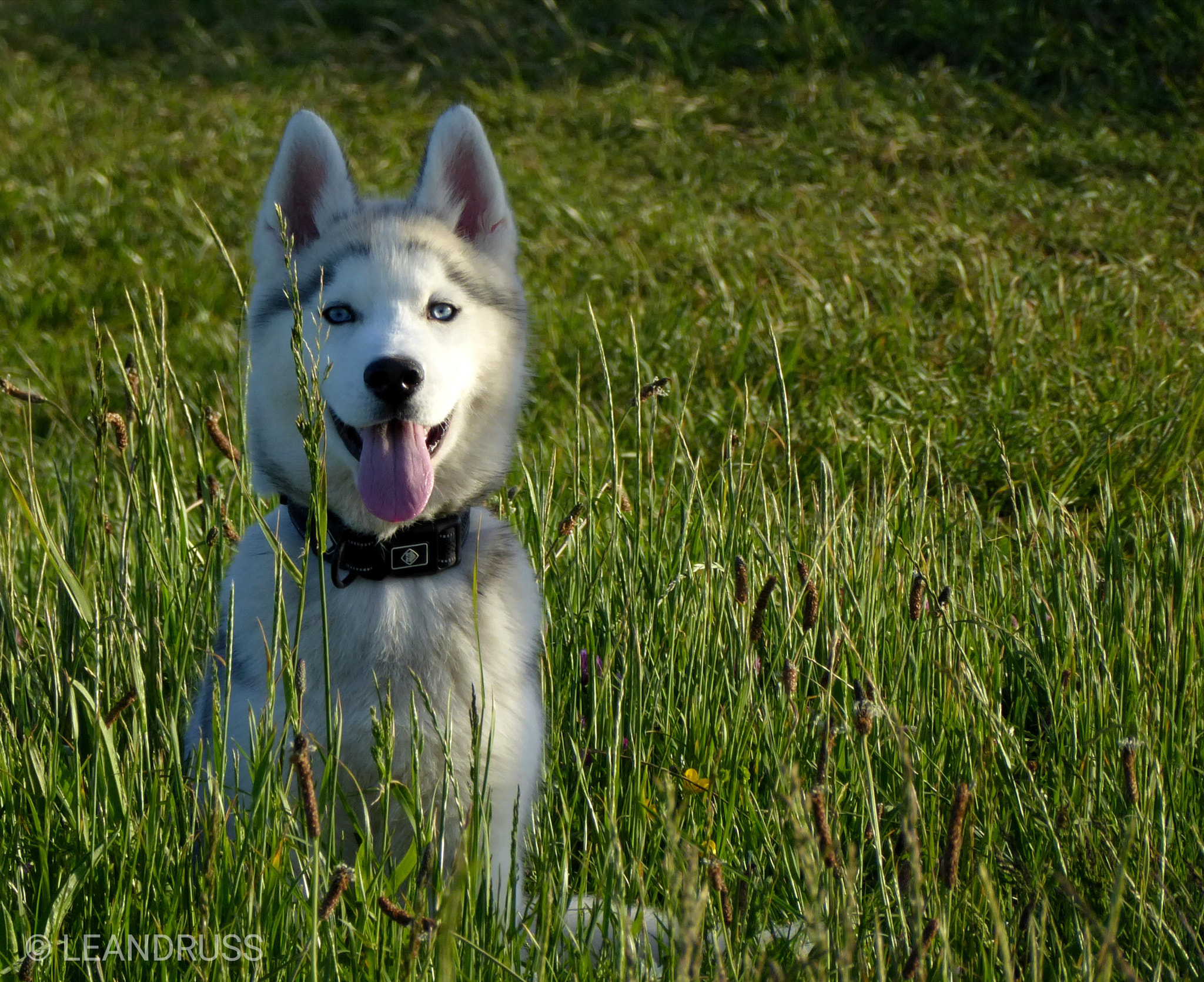 Panasonic Lumix DMC-ZS50 (Lumix DMC-TZ70) sample photo. Perro feliz photography