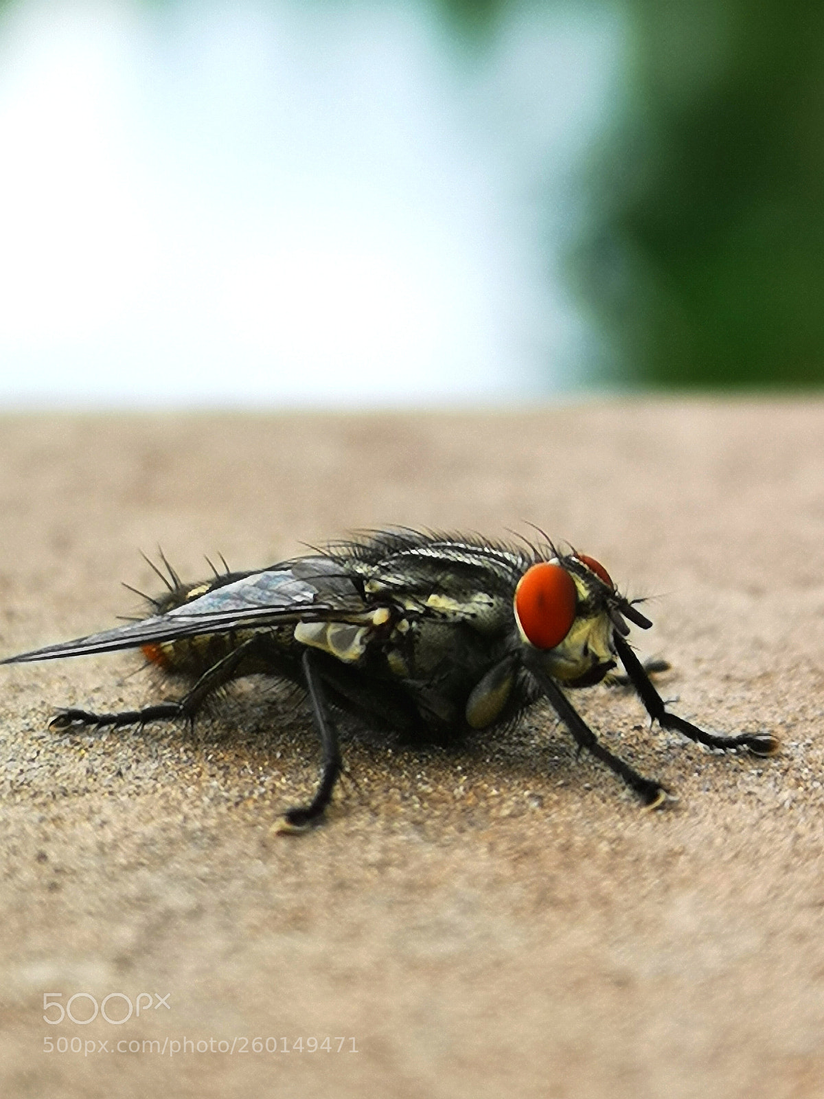 HUAWEI CLT-L09 sample photo. The fly photography