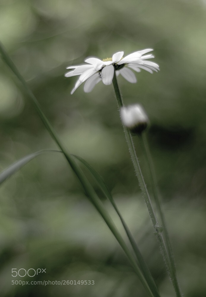 Nikon D610 sample photo. Daisy photography