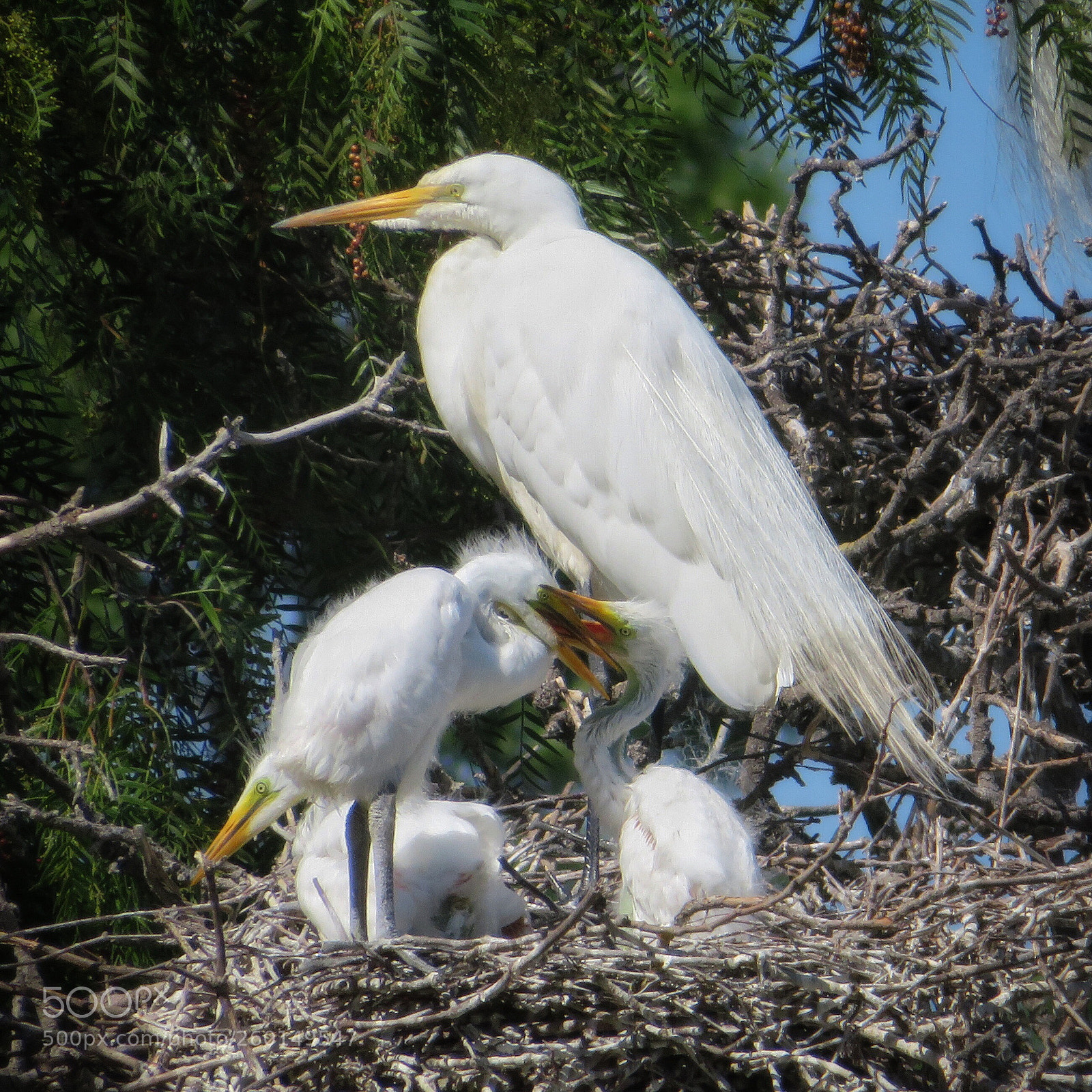 Canon PowerShot SX720 HS sample photo. Beak sparring photography