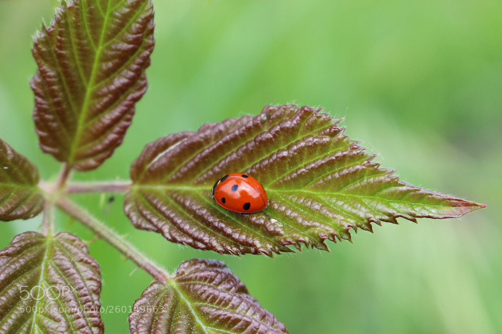 Canon EOS 700D (EOS Rebel T5i / EOS Kiss X7i) sample photo. Ladybug / coccinelle photography