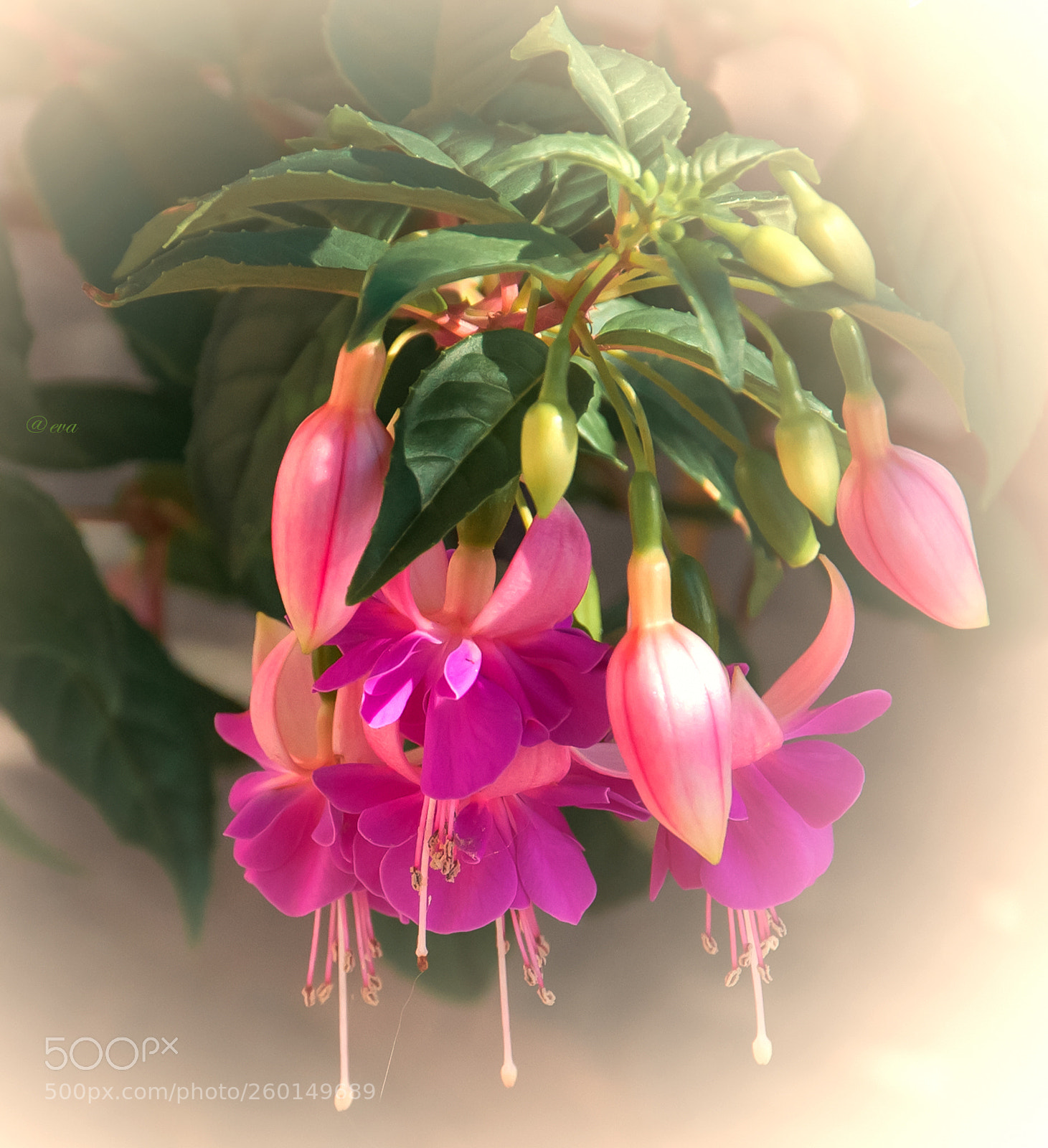 Nikon D90 sample photo. Fuchsia photography