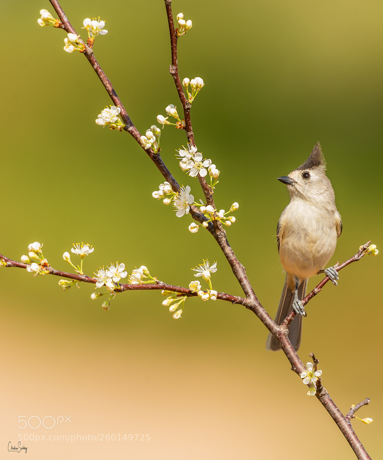Nikon D4 sample photo. Black-crested titmouse    herrerillo crestinegro photography