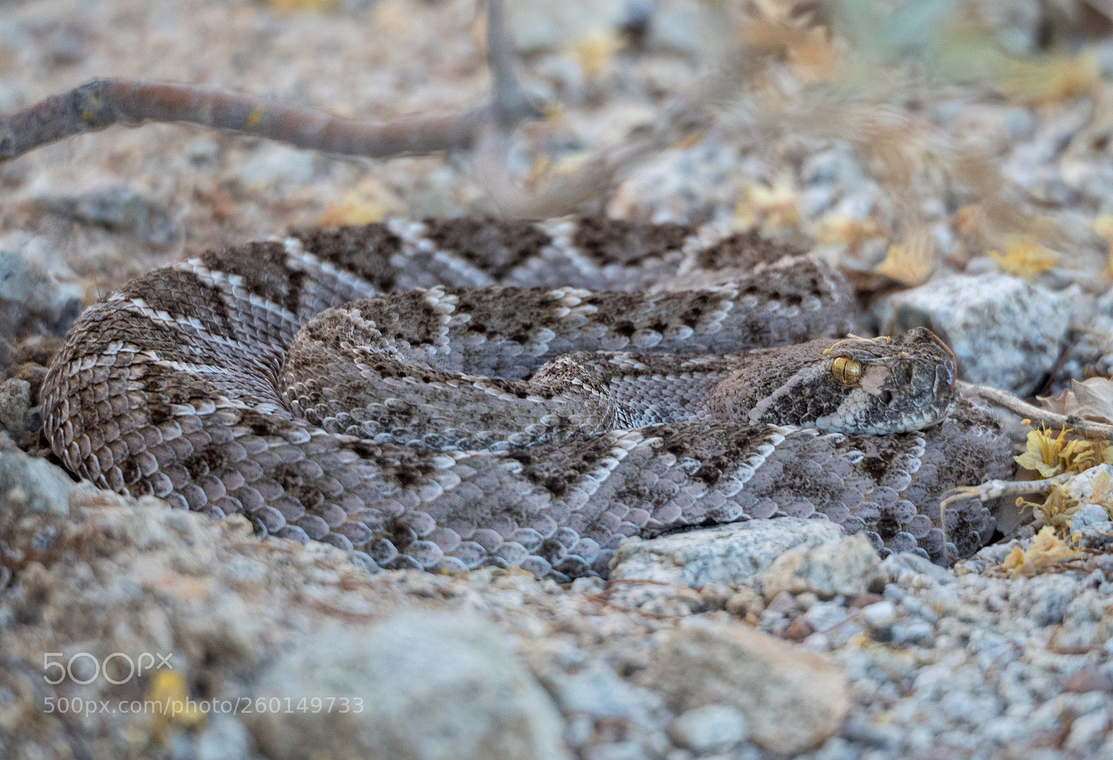 Olympus OM-D E-M5 II sample photo. Diamondback rattlesnake (wild) photography