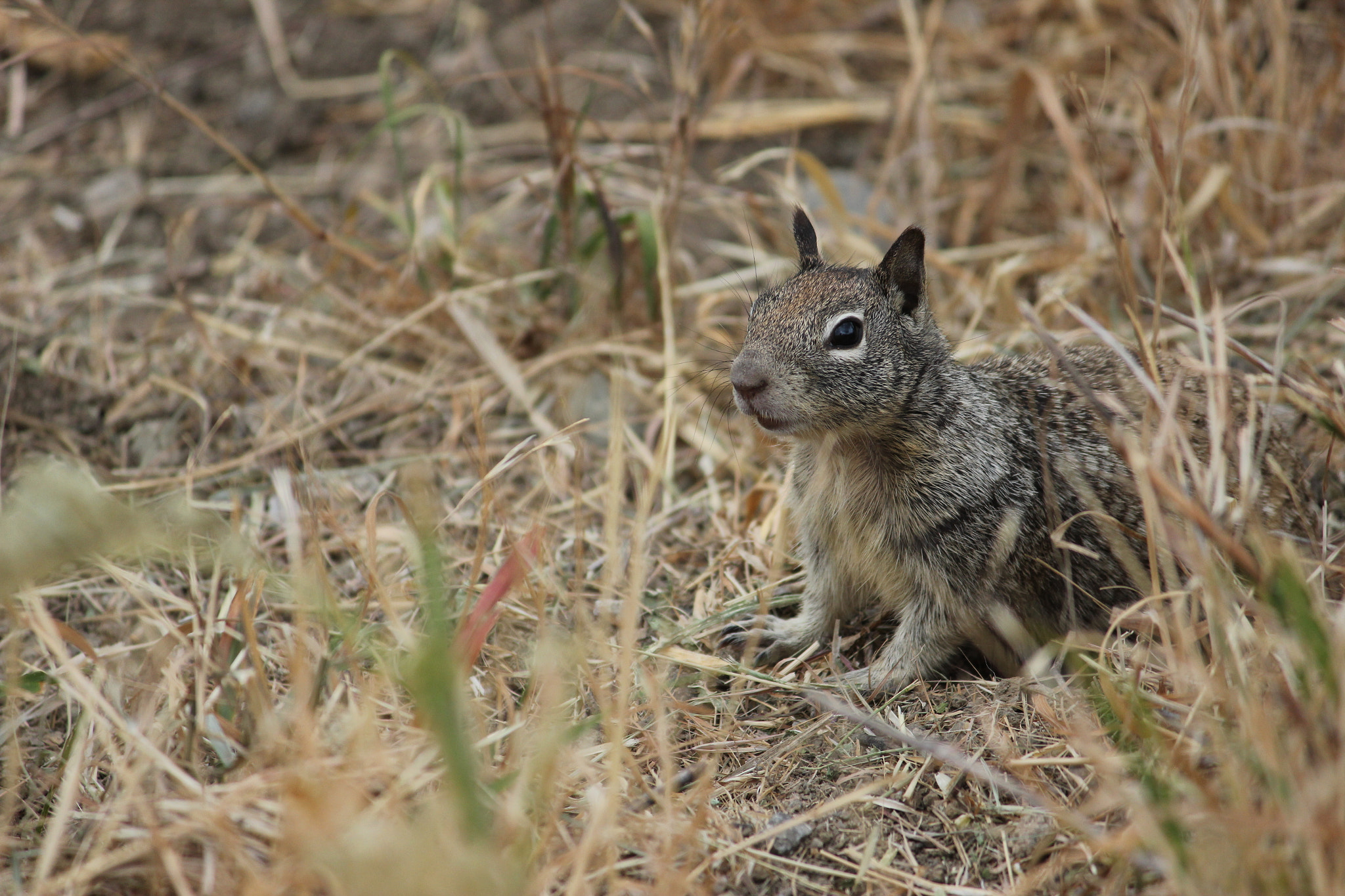 Canon EF-S 55-250mm F4-5.6 IS II sample photo. Do you have any nuts? photography