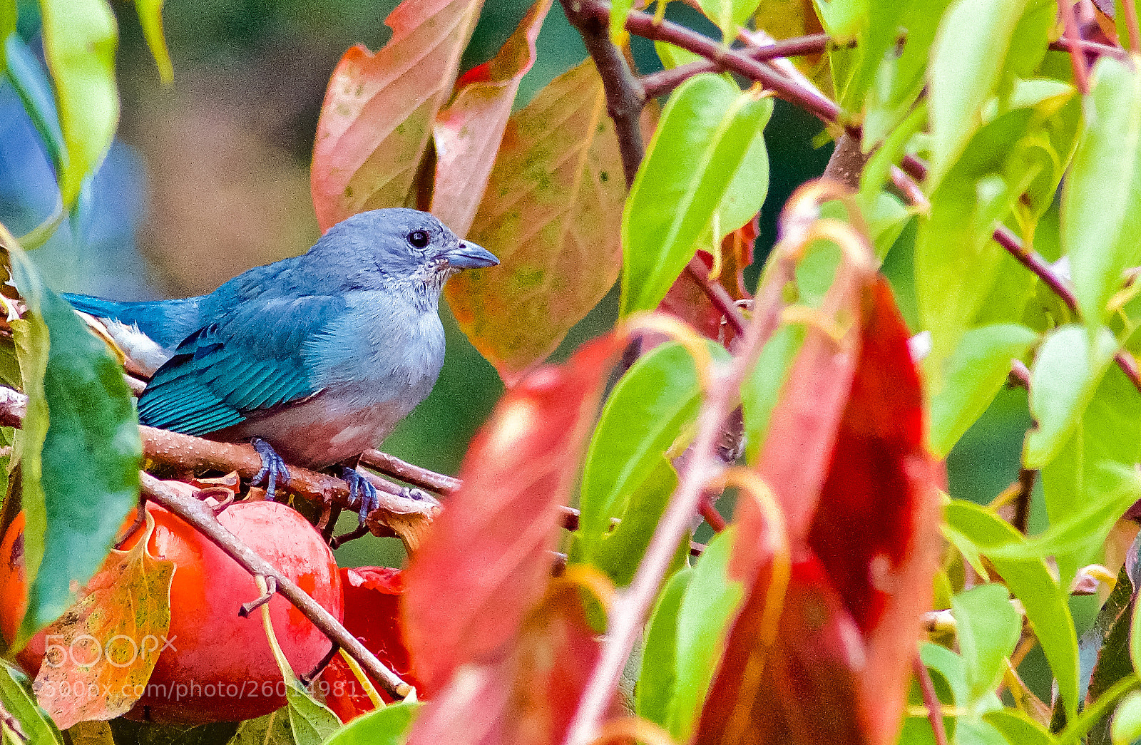 Nikon D7000 sample photo. Bluebird photography