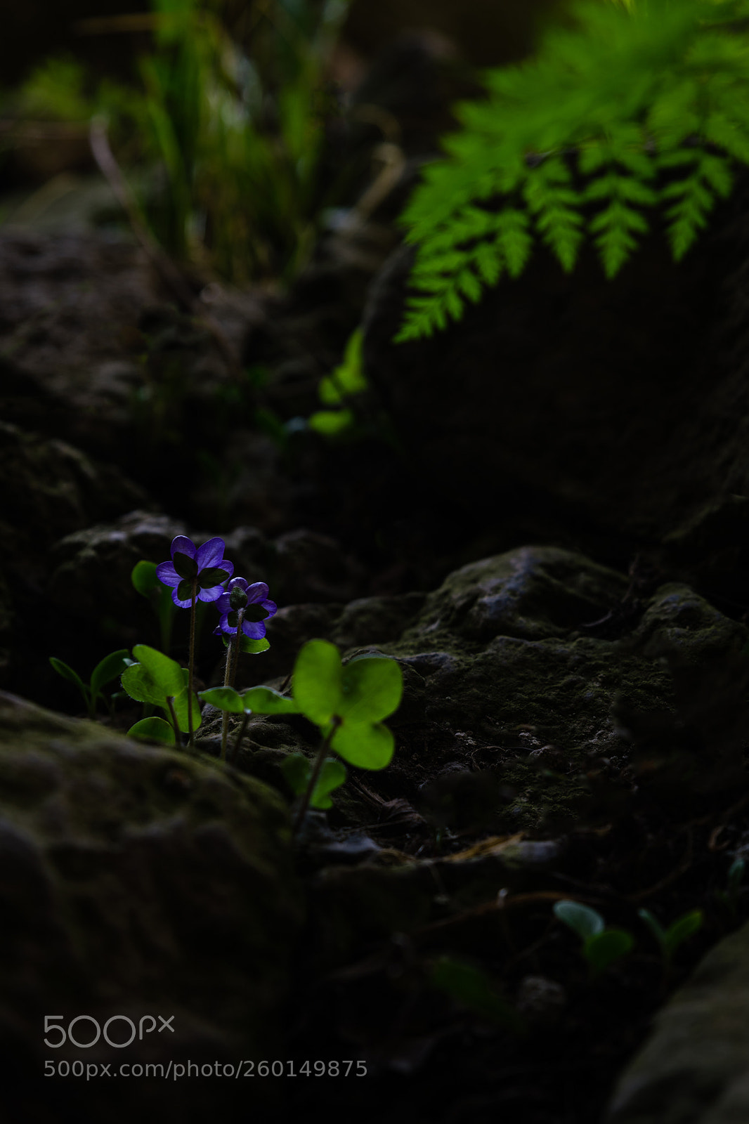 Nikon D850 sample photo. Natural light photography