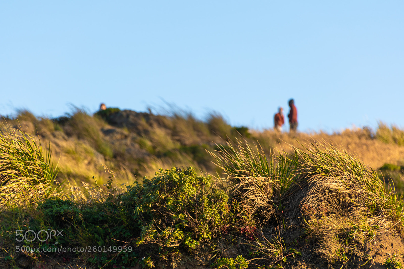 Nikon D5600 sample photo. Hillside photography