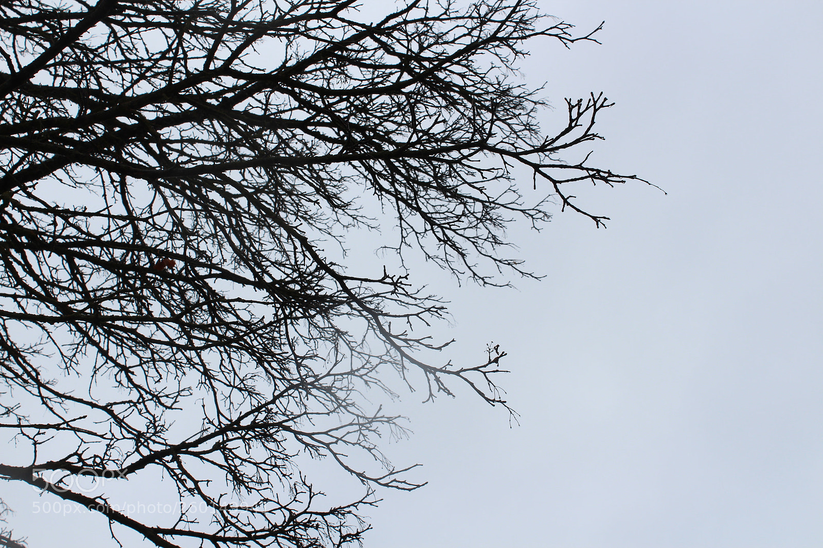 Canon EOS 1300D (EOS Rebel T6 / EOS Kiss X80) sample photo. Branch photography