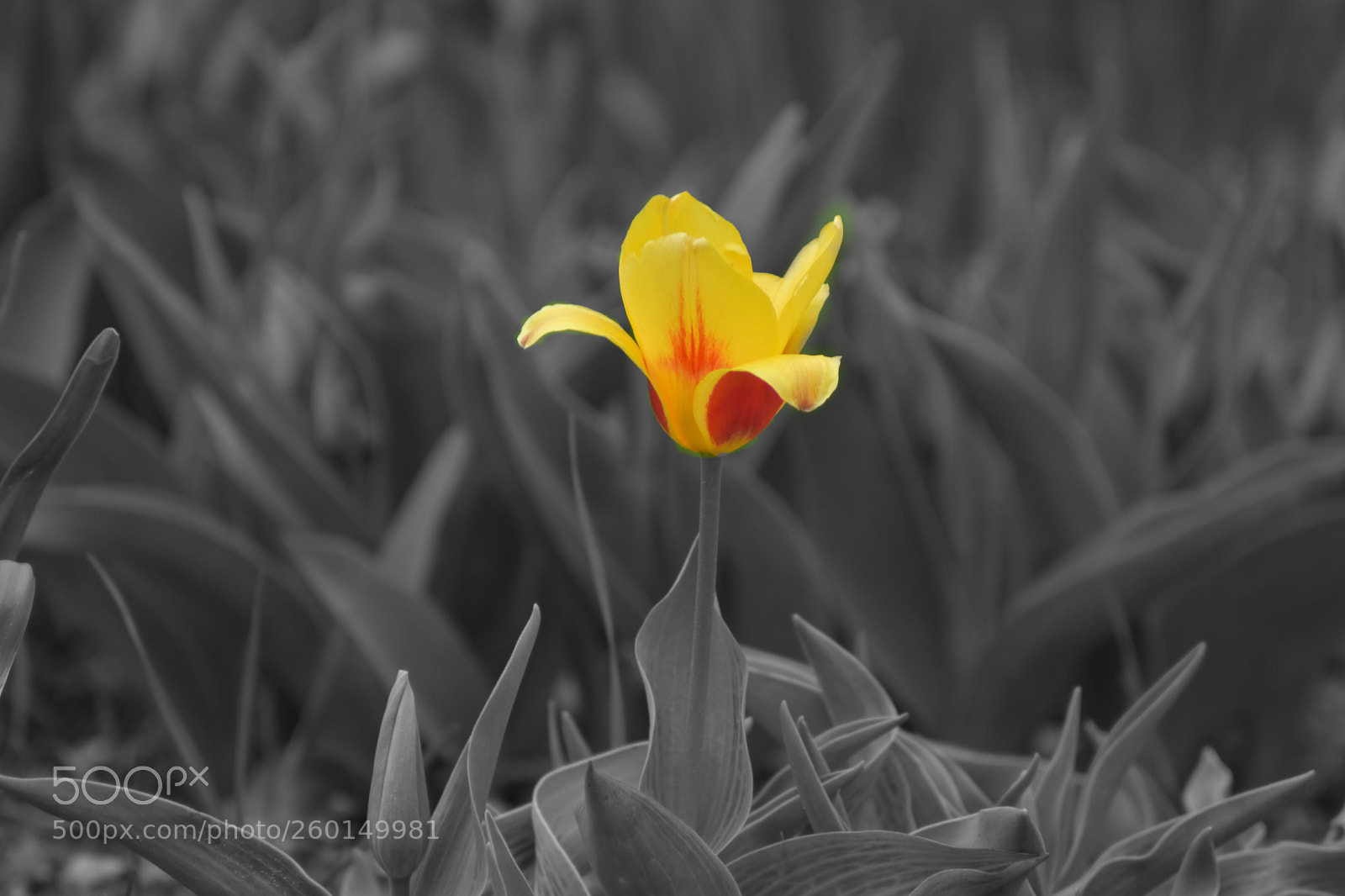 Nikon D5500 sample photo. The yellow flower photography