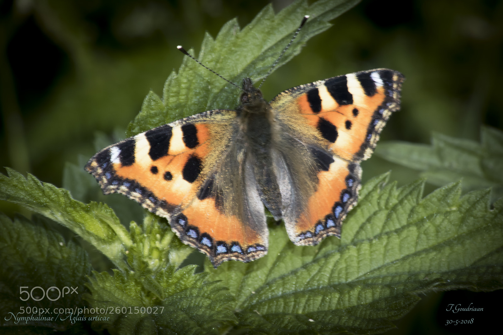 Nikon D5300 sample photo. Butterfly photography