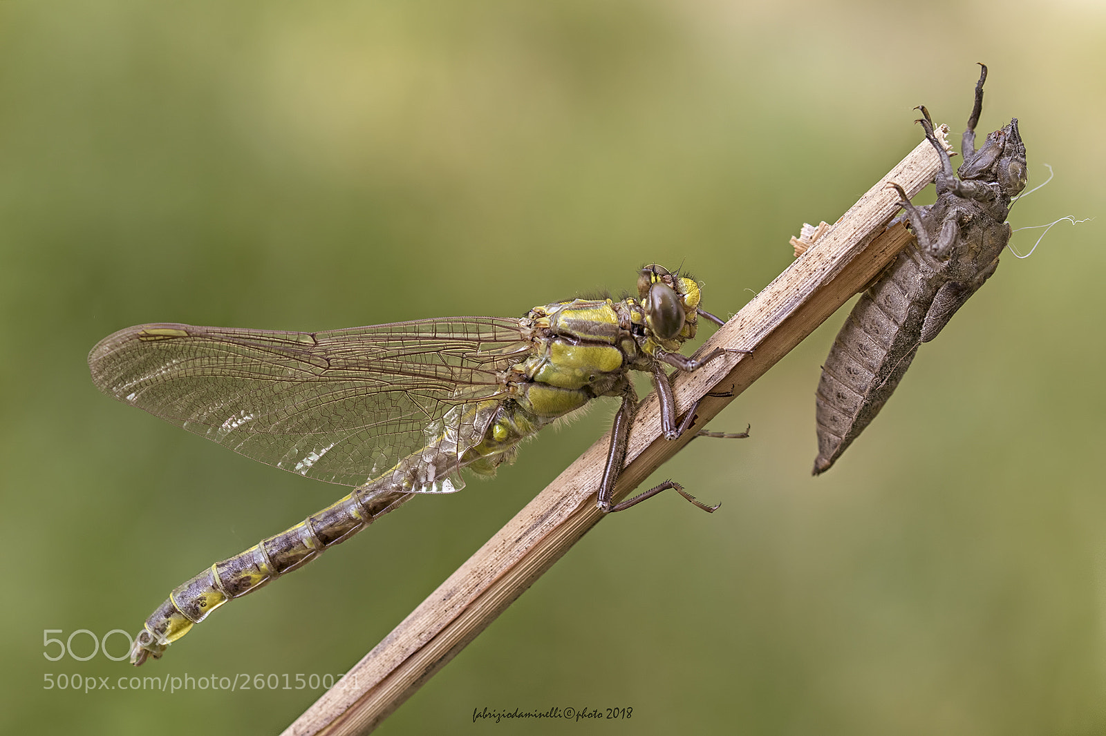 Canon EOS 7D Mark II sample photo. Gomphus vulgatissimus - new photography