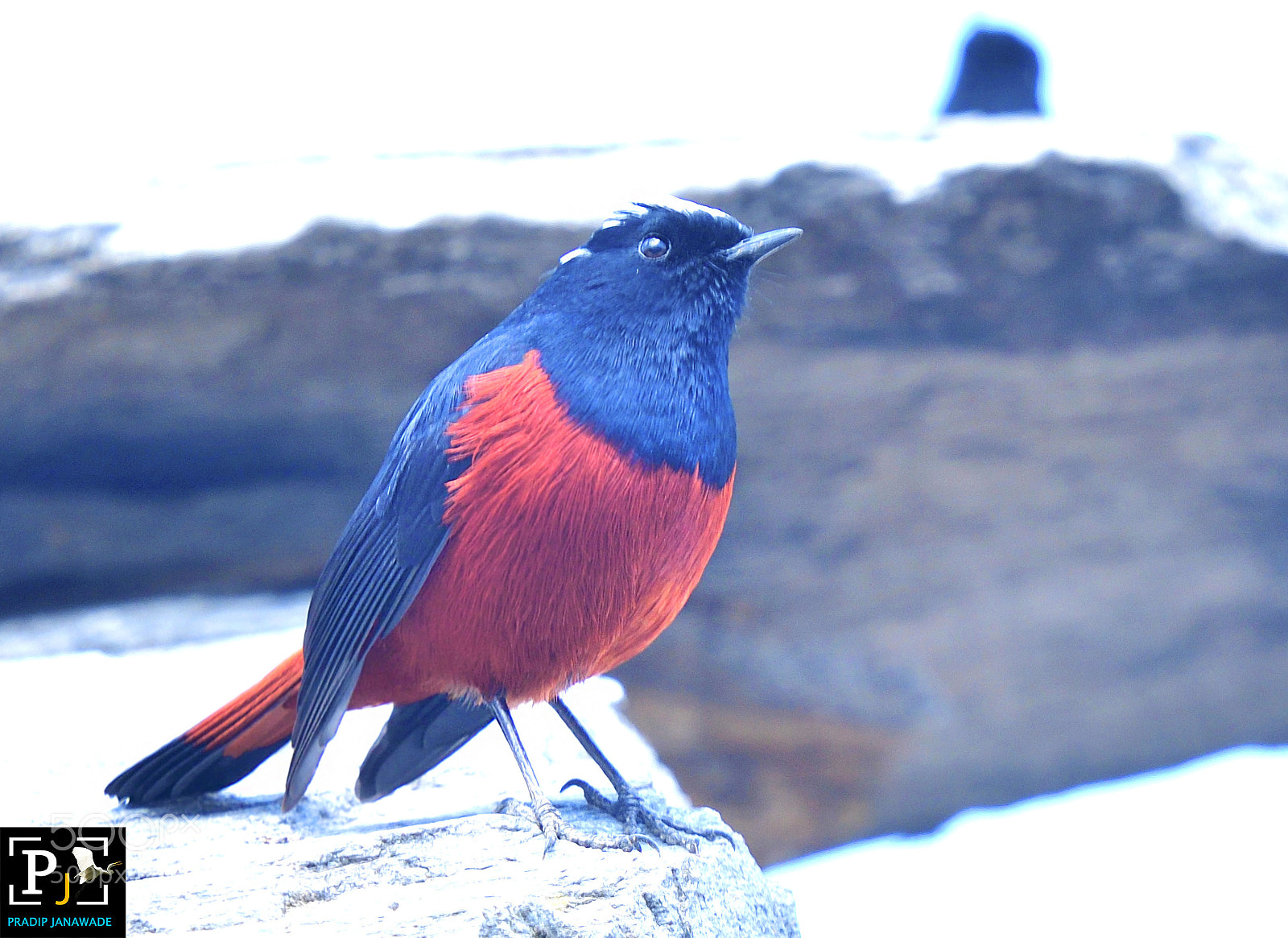Nikon D500 sample photo. White-capped water-redstart (phoenicurus leucocep) photography