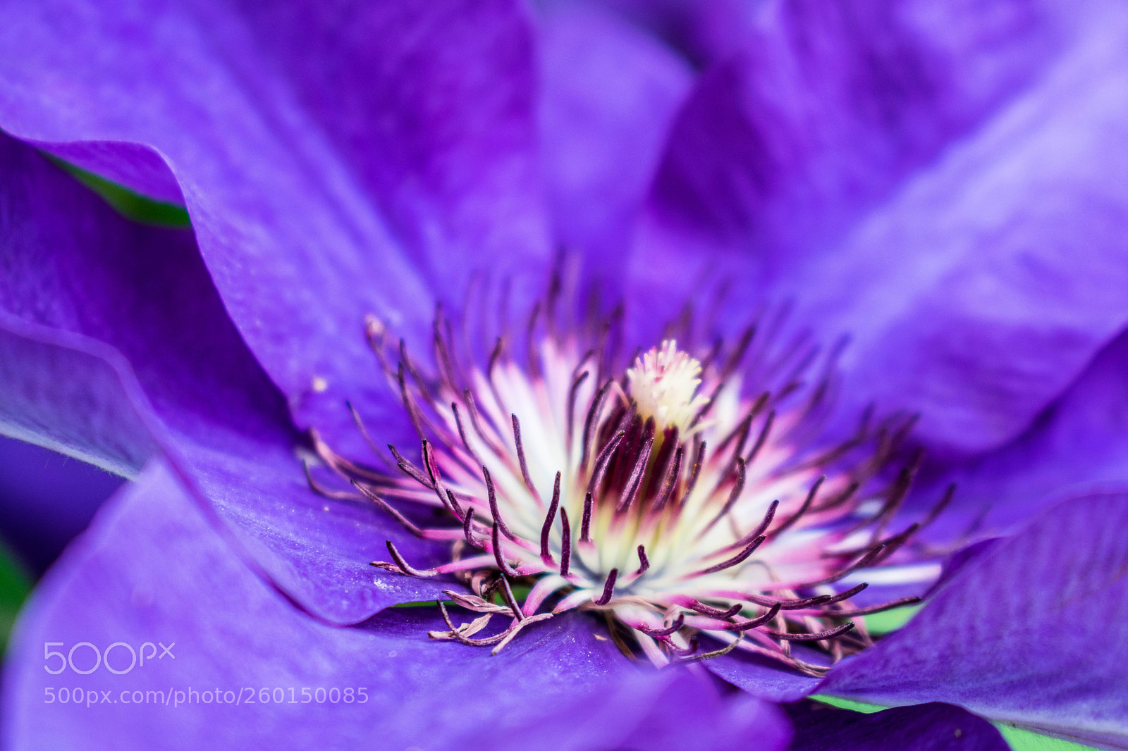 Nikon D3300 sample photo. Purple photography