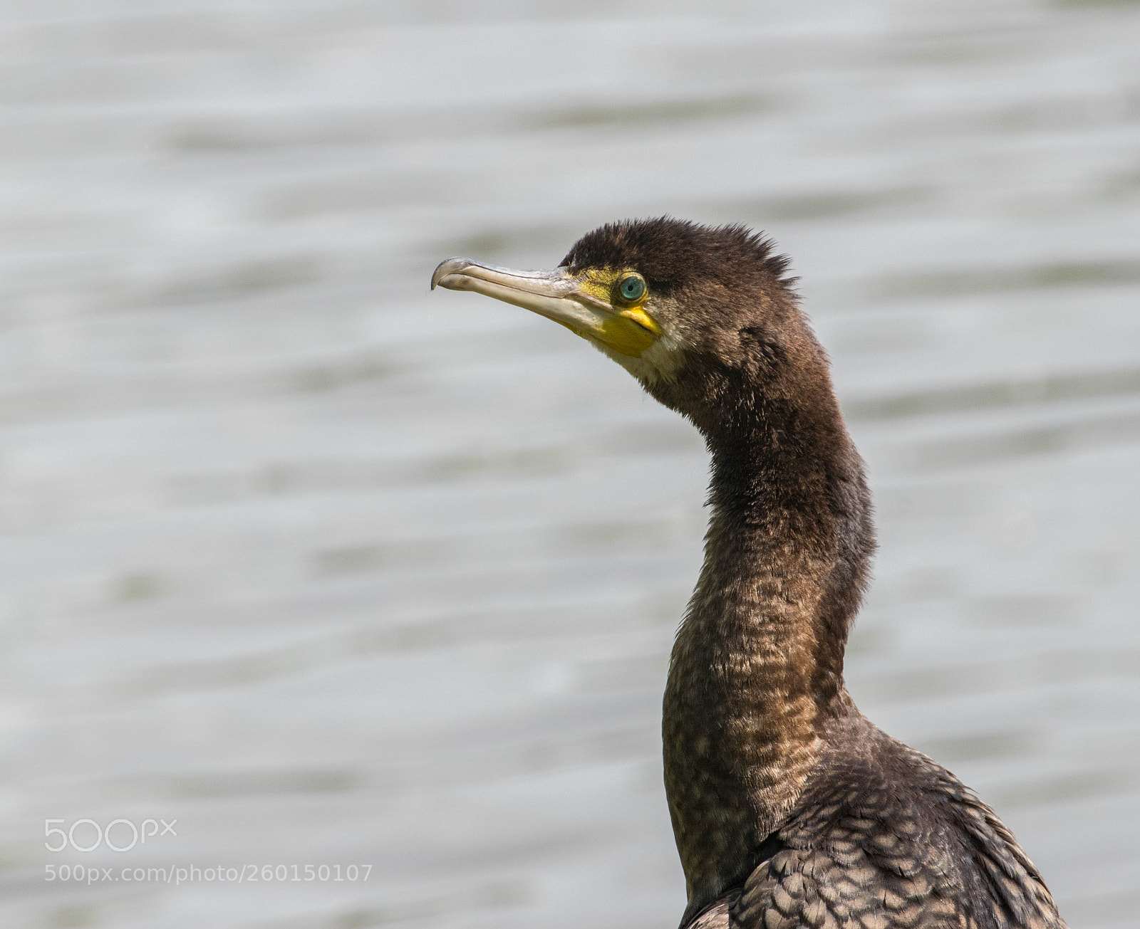 Nikon D3300 sample photo. Cormorant closeup photography