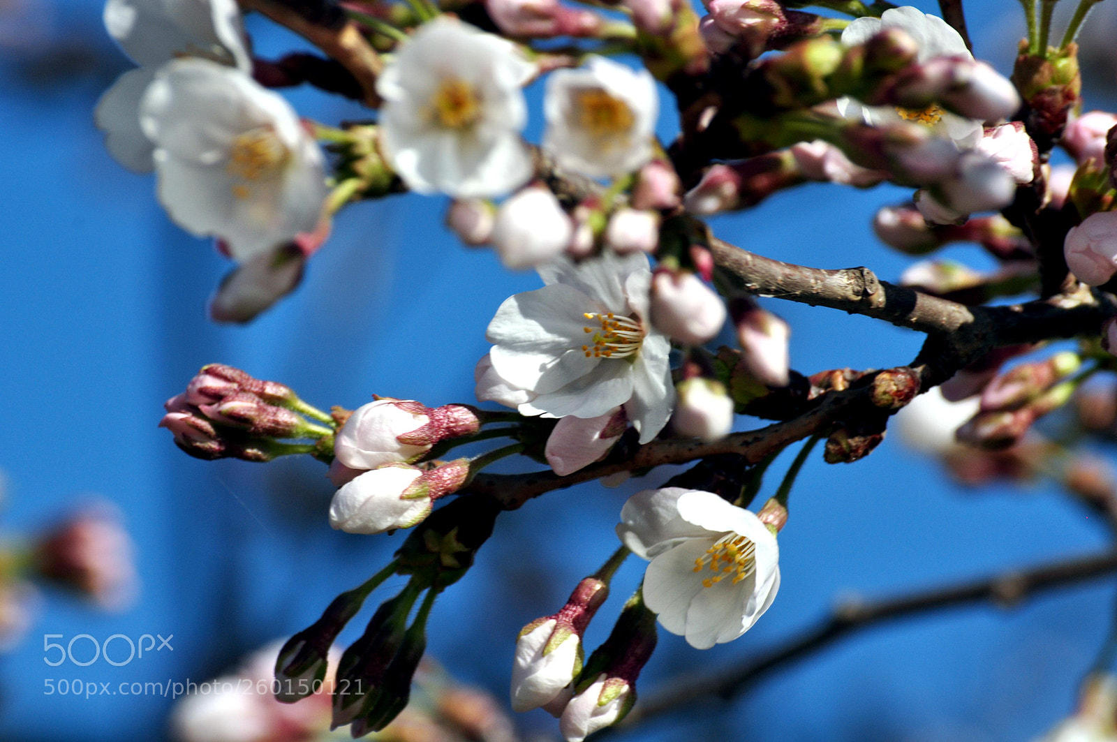 Nikon D5000 sample photo. Cherry blossom photography