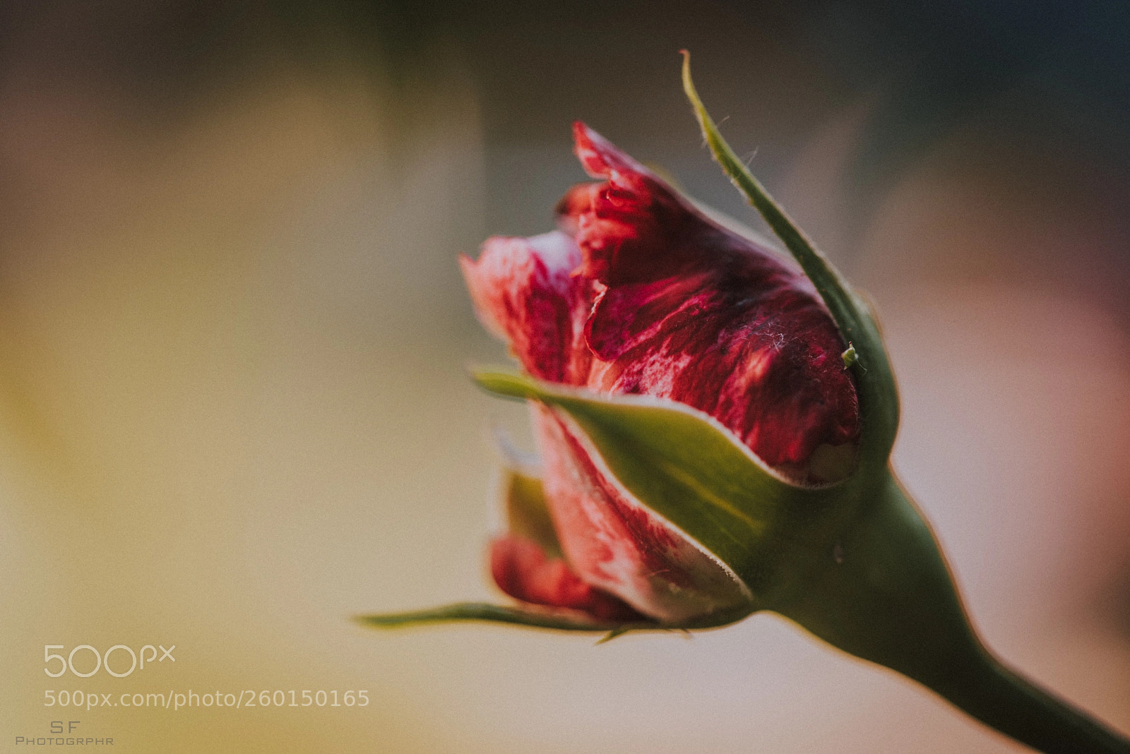 Nikon D750 sample photo. Rosebud - 150/365 (red) photography