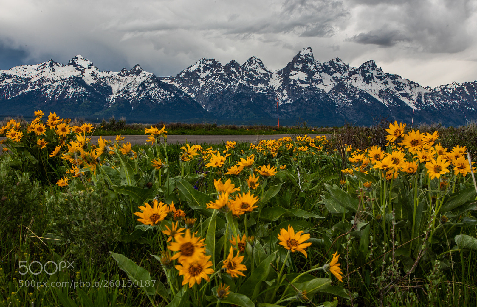 Canon EOS 5D Mark IV sample photo. Grand tetons and wild photography