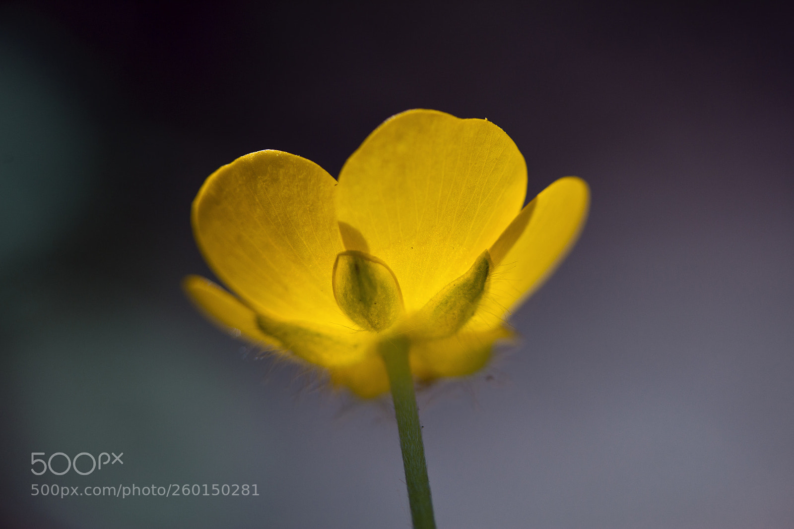 Canon EOS 60D sample photo. Hahnenfuß (lat. ranunculus) photography