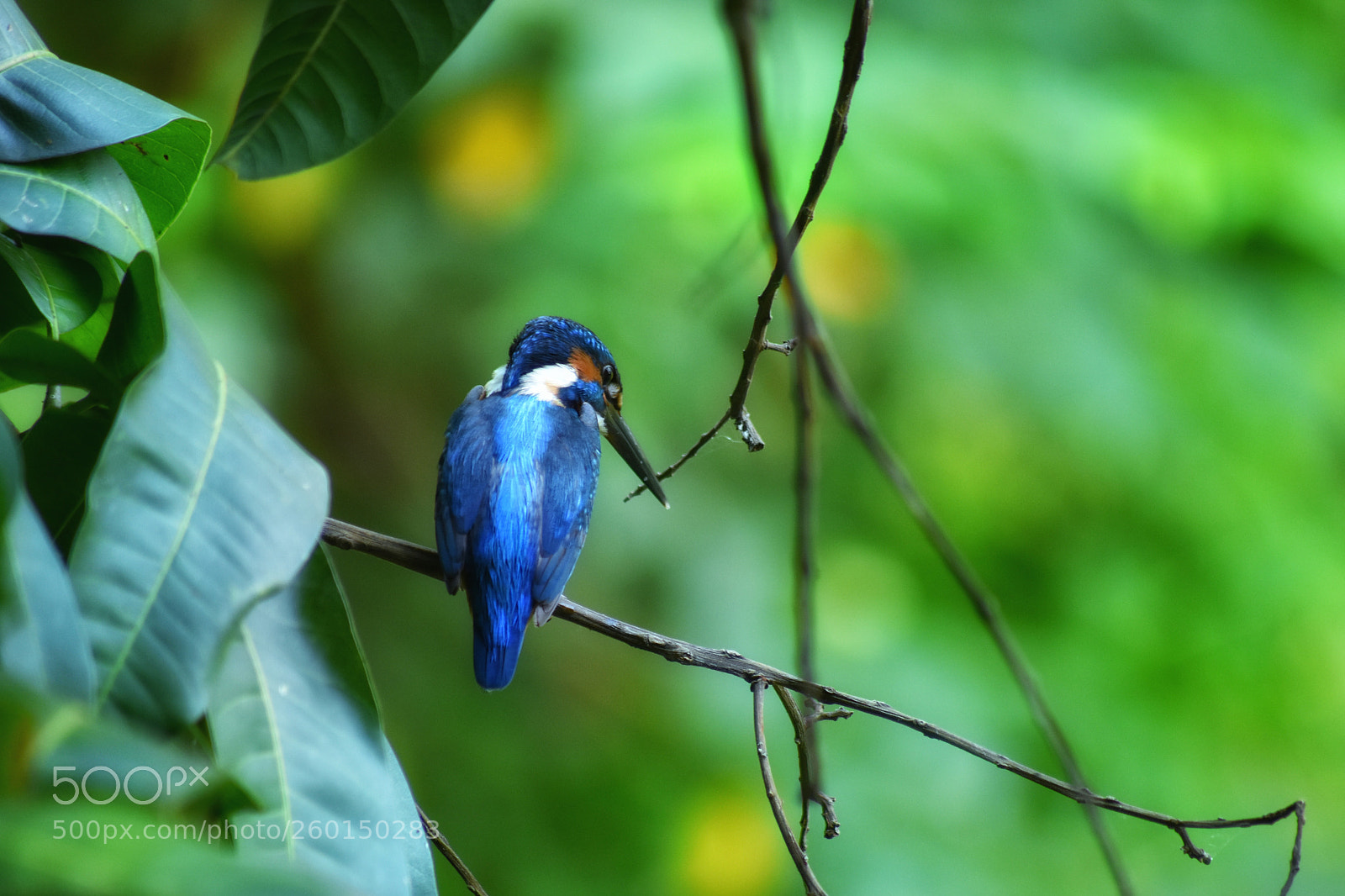 Nikon D7200 sample photo. Kingfisher photography