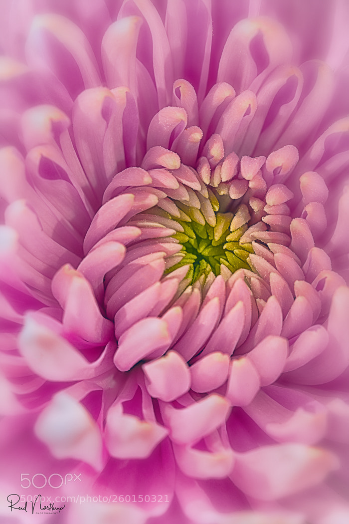 Nikon D850 sample photo. Purple mum macro photography