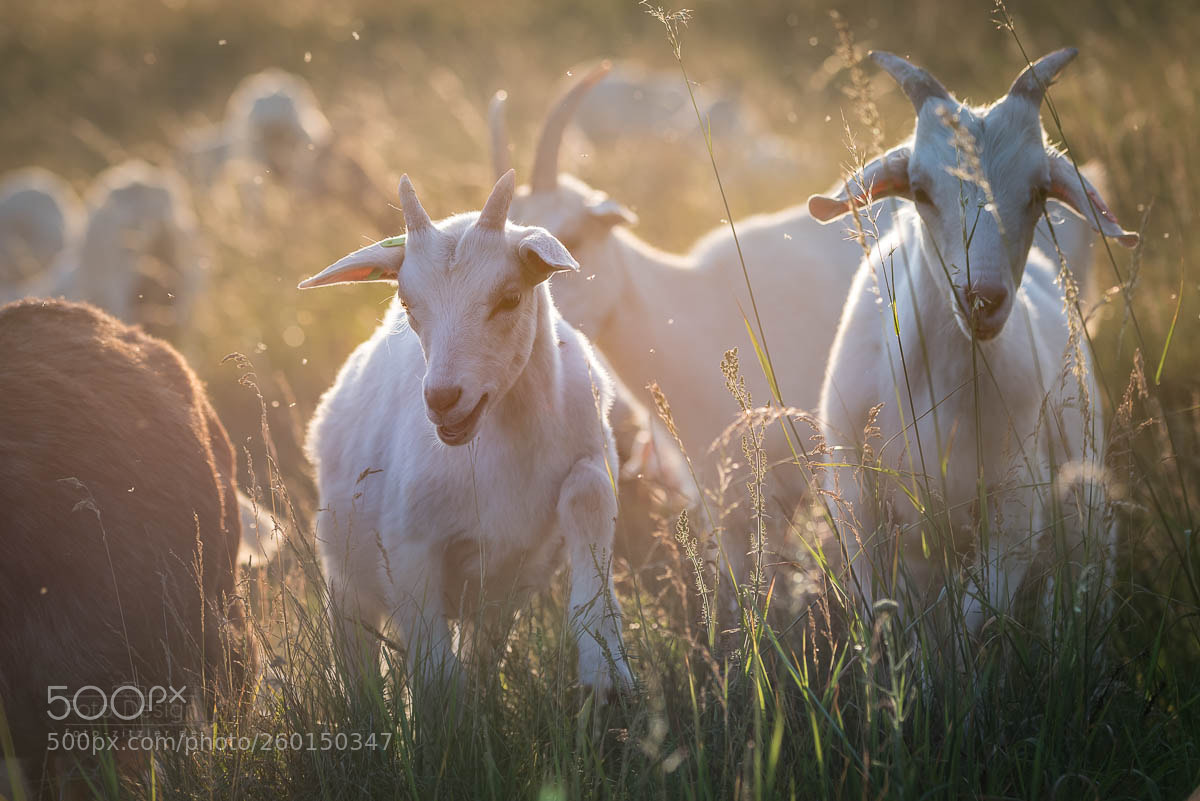 Nikon D750 sample photo. Young goats photography