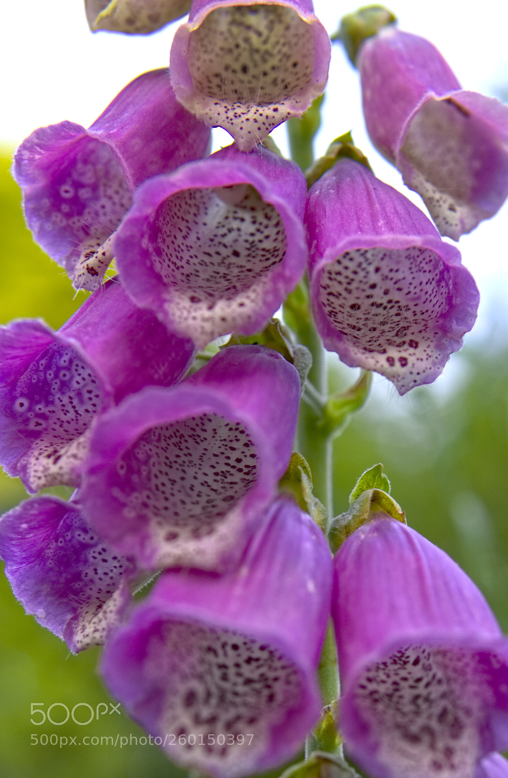 Sony a6000 sample photo. Red foxglove photography