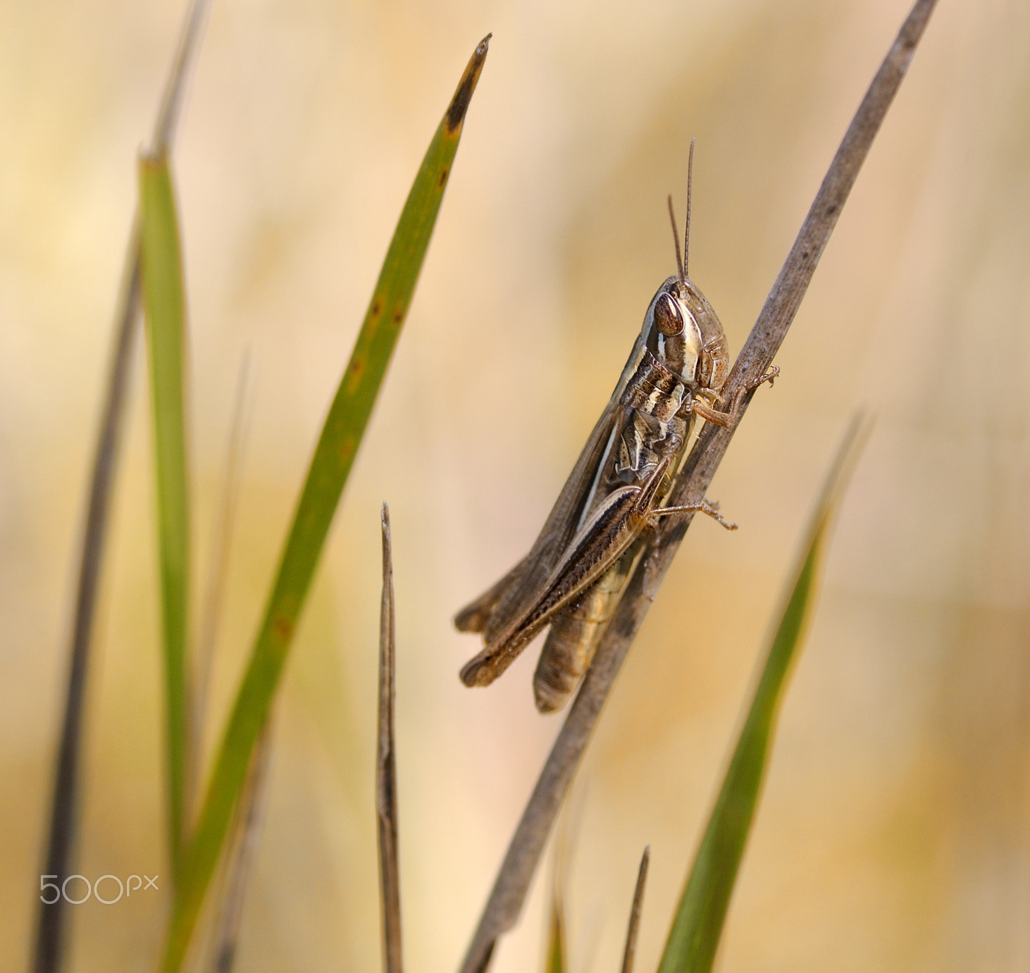 Nikon D300S sample photo. Gh photography