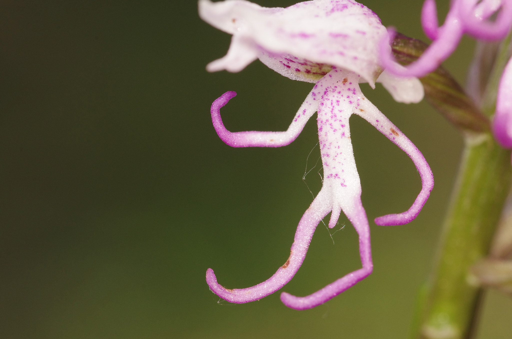 Pentax K-5 + Pentax smc D-FA 100mm F2.8 Macro WR sample photo. Monkey orchid photography