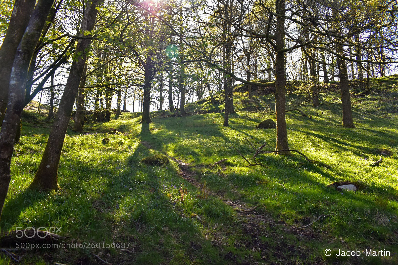 Nikon D3400 sample photo. Springtime woodland  photography