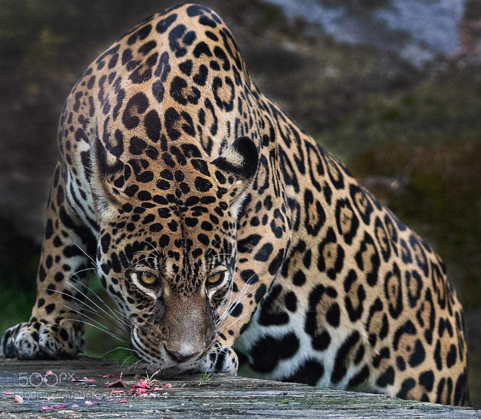 Nikon D5300 sample photo. Jaguar (panthera onca) photography