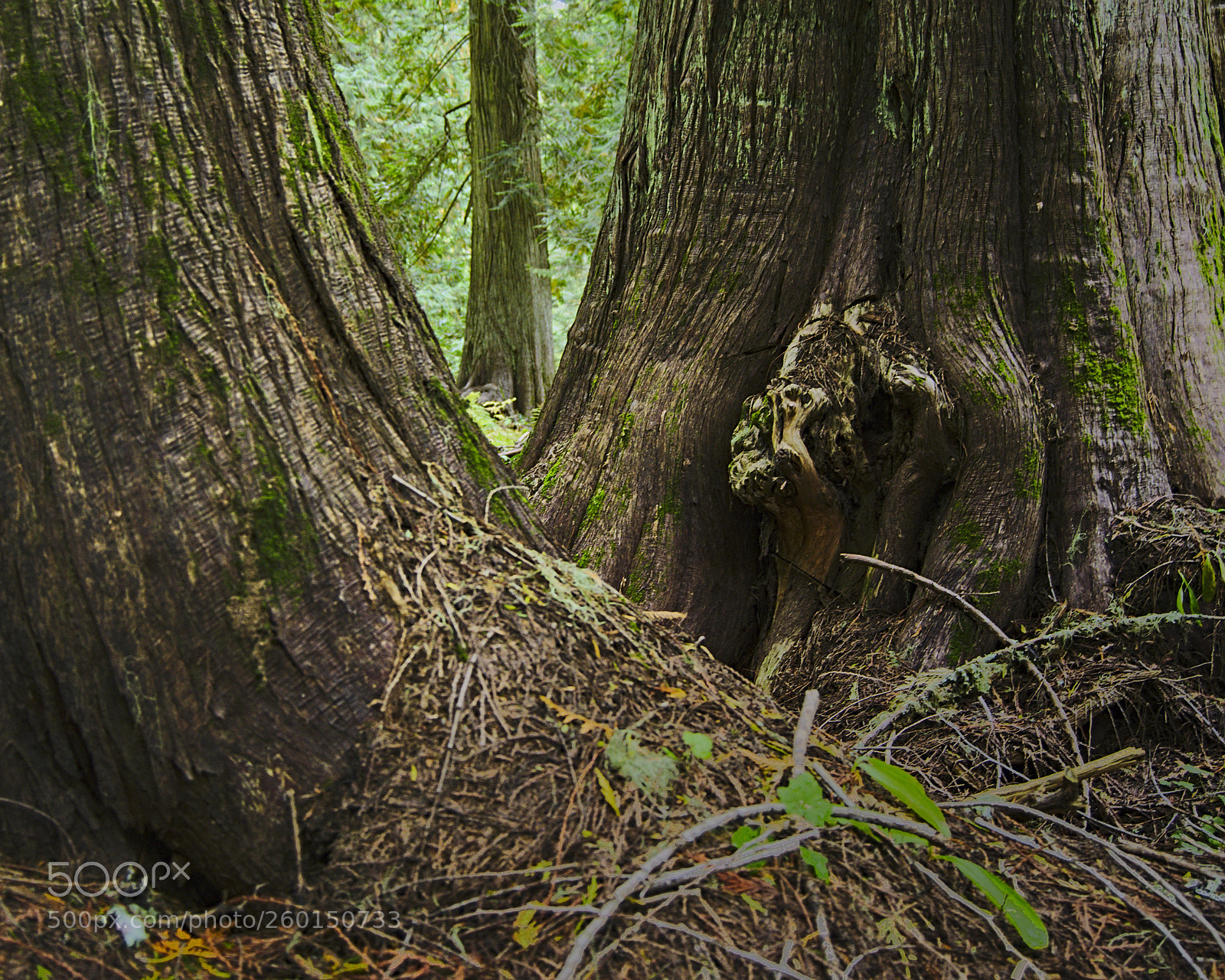 Nikon D7200 sample photo. Hobo cedar grove photography