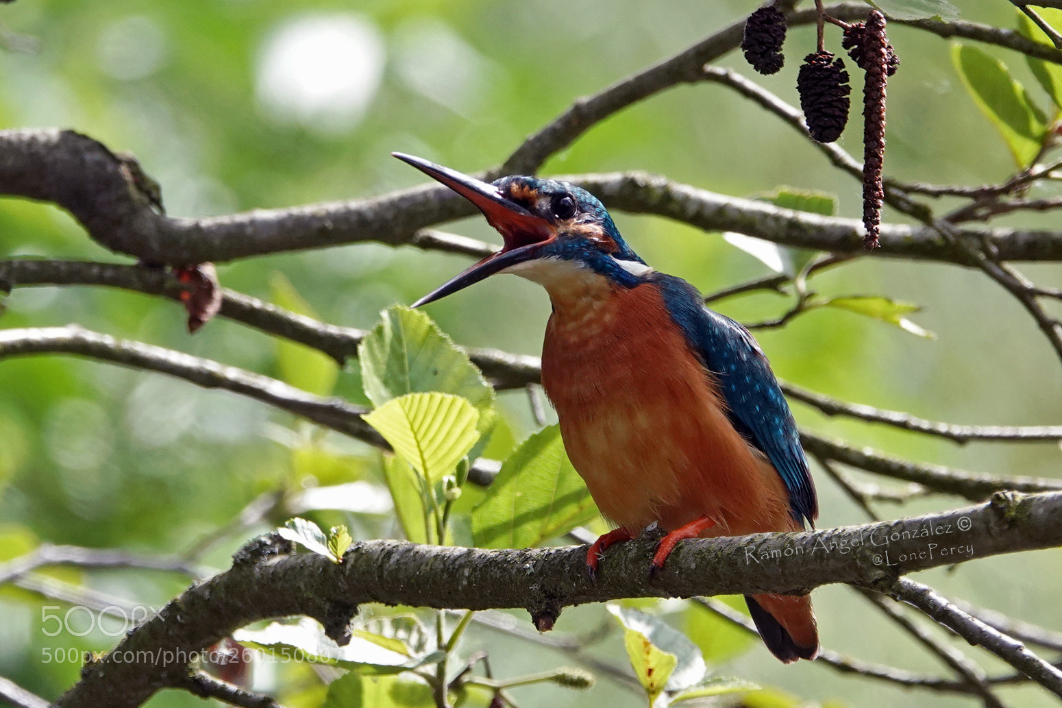 Sony Cyber-shot DSC-RX10 IV sample photo. Common kingfisher thermoregulating keeping photography