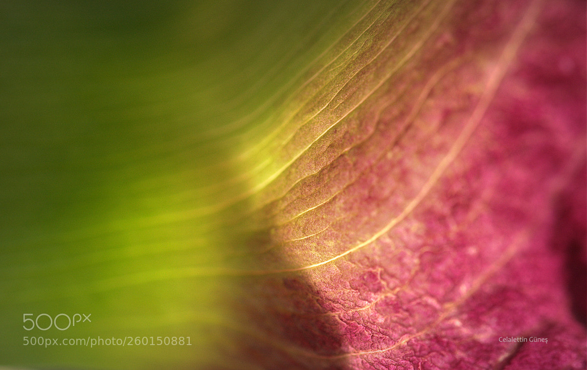 Nikon D300 sample photo. Fresh colors photography