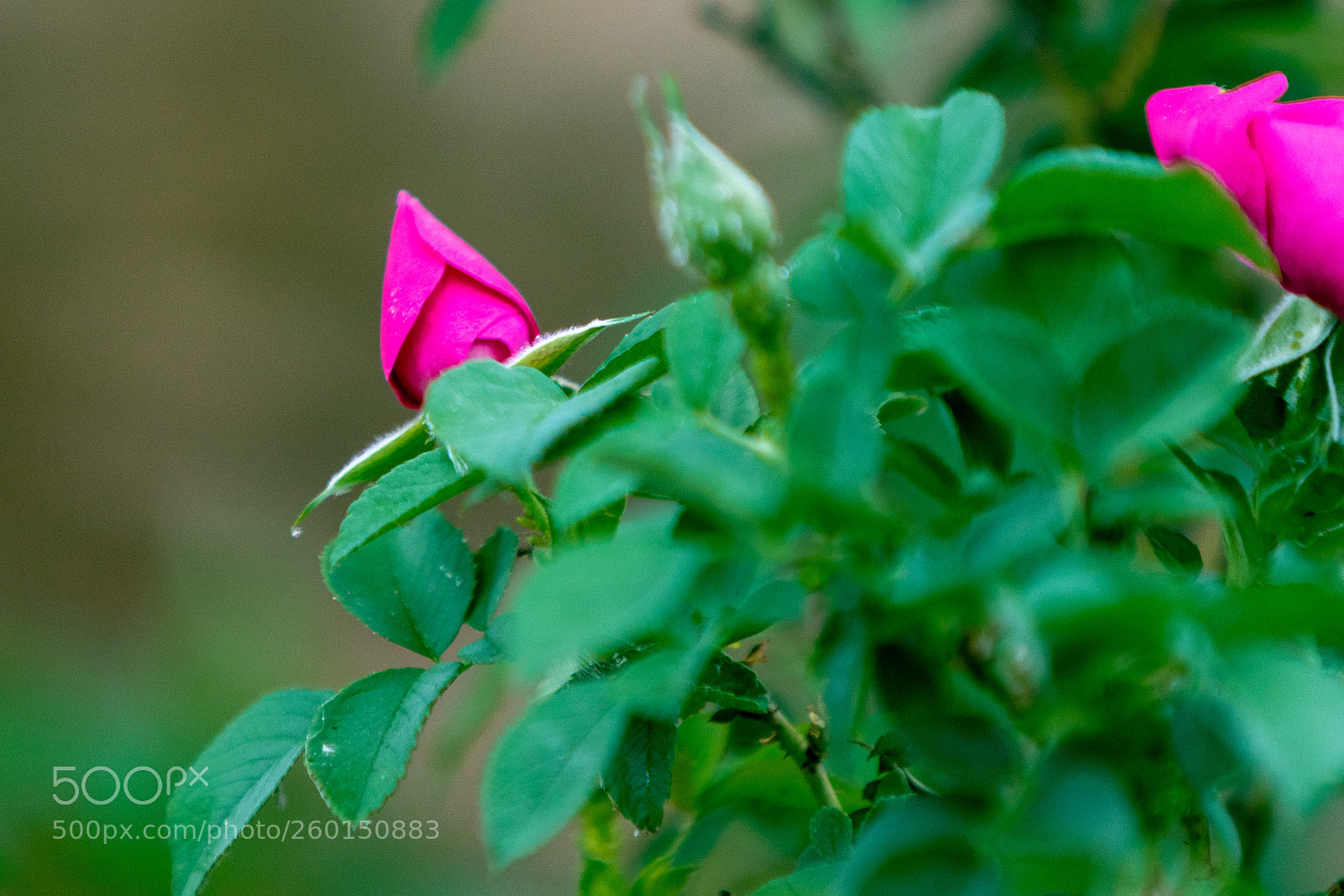 Canon EOS 7D Mark II sample photo. Rose photography