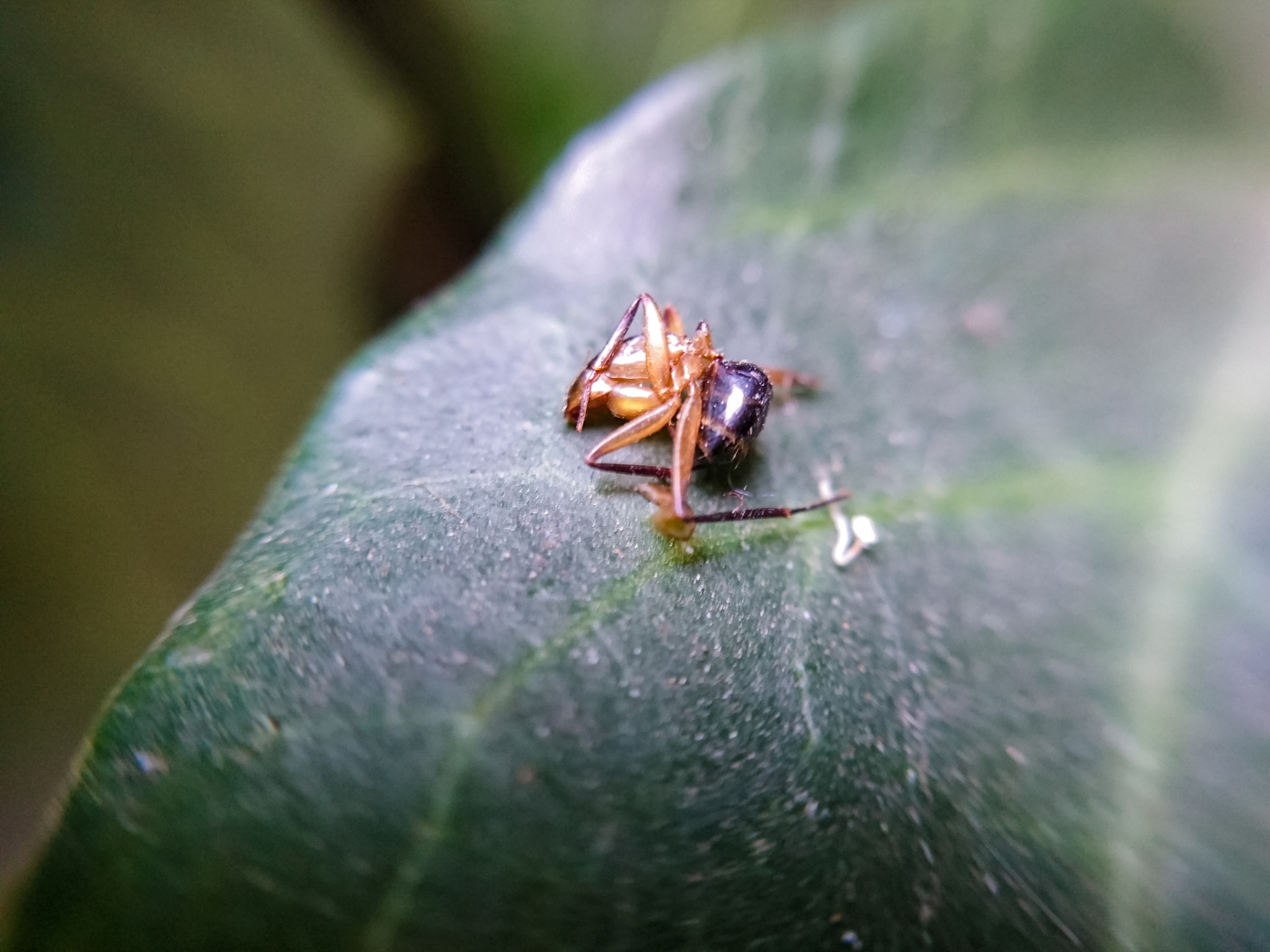 Sony Xperia Z5 sample photo. Casualties of survival photography
