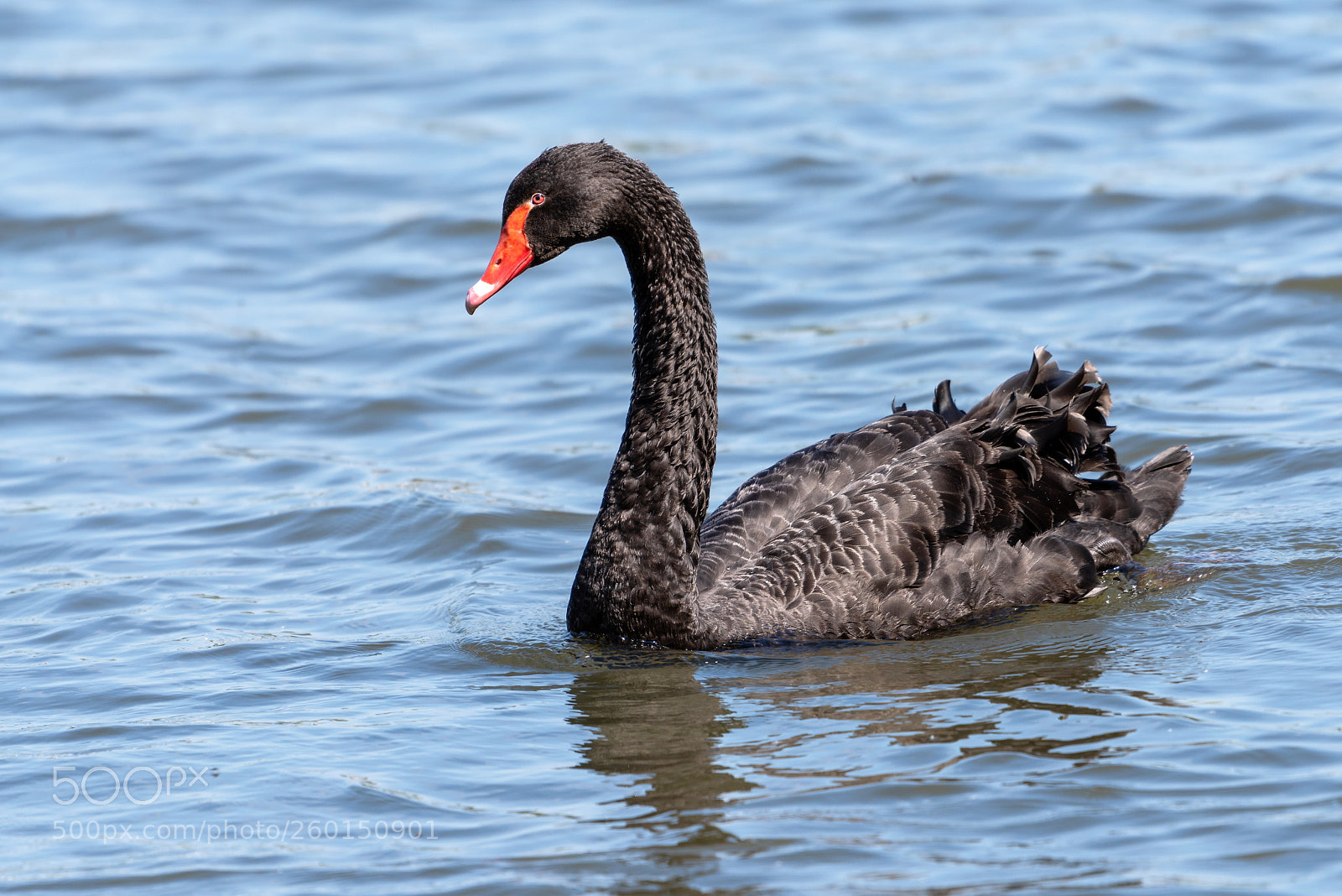 Nikon D810 sample photo. Black swan photography