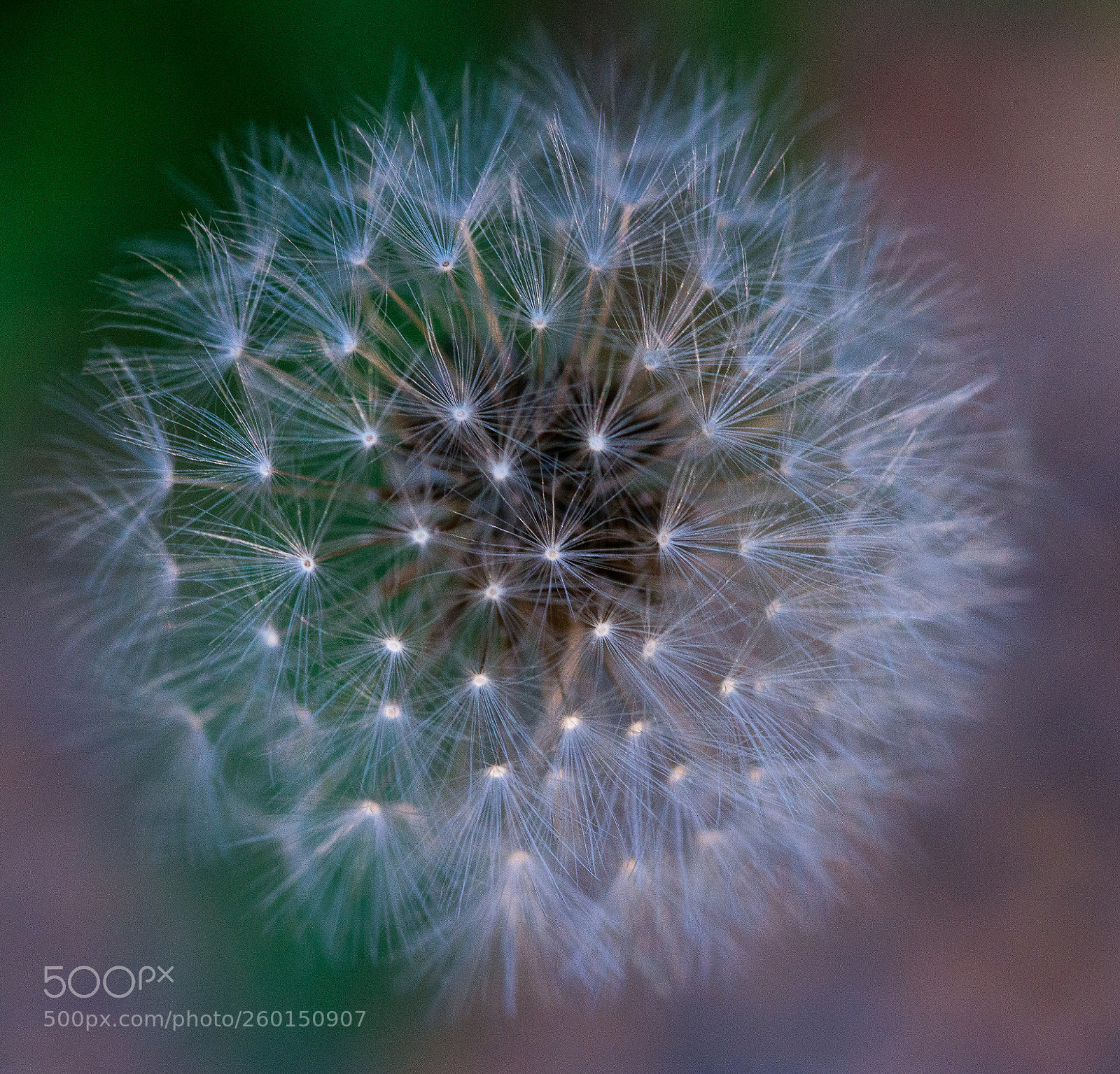 Nikon D800 sample photo. Dandelion photography