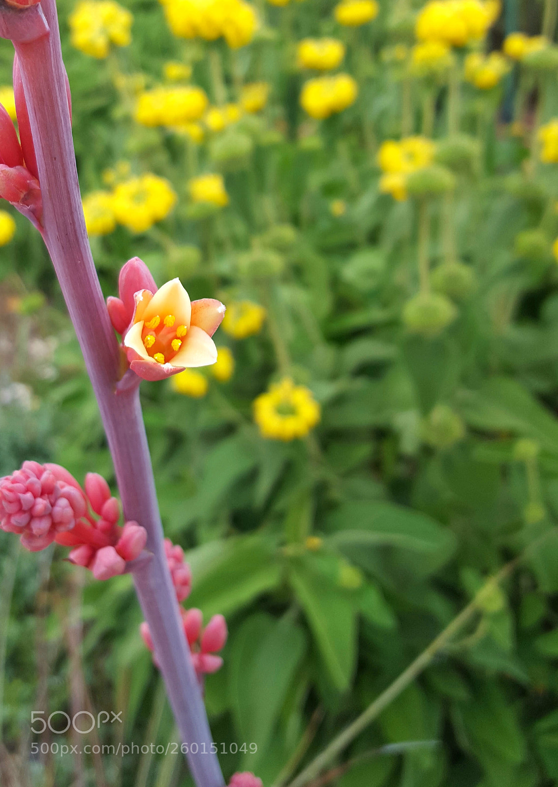 Samsung Galaxy S6 sample photo. On a whim photography