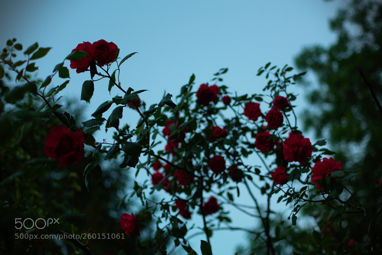 Nikon D3400 sample photo. Roses in the twilight photography