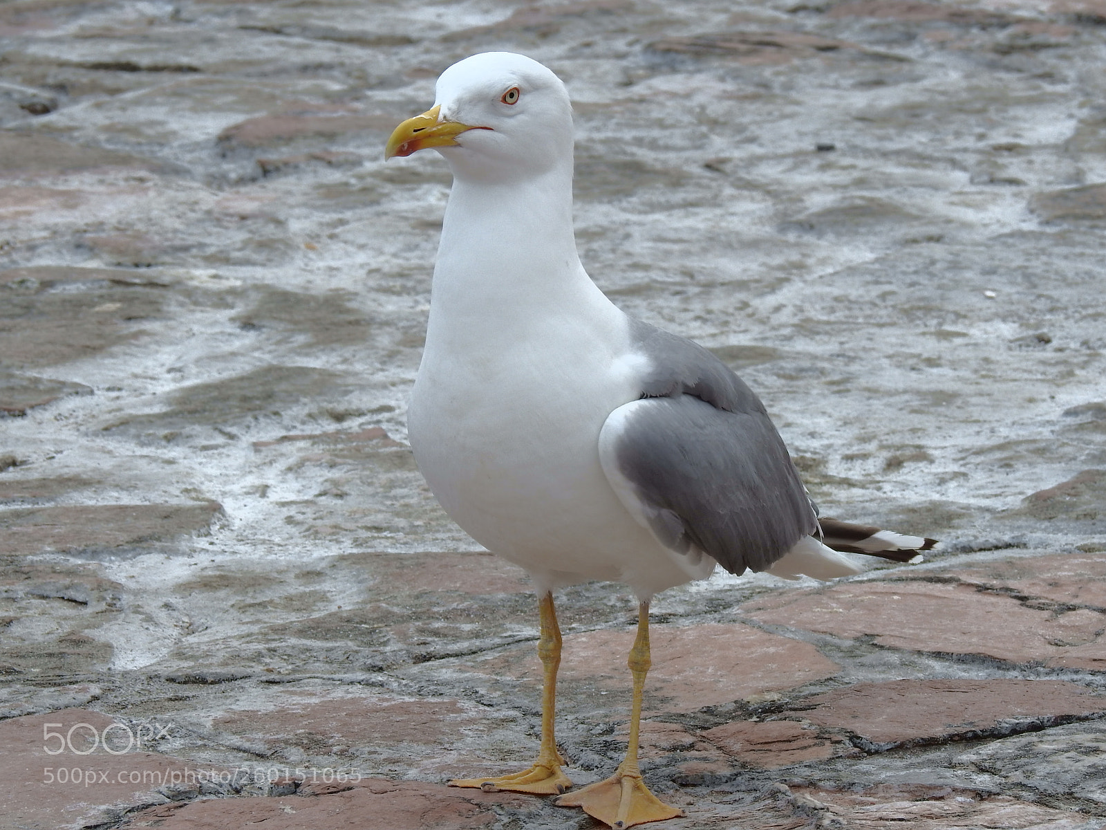 Nikon Coolpix P900 sample photo. Gull photography