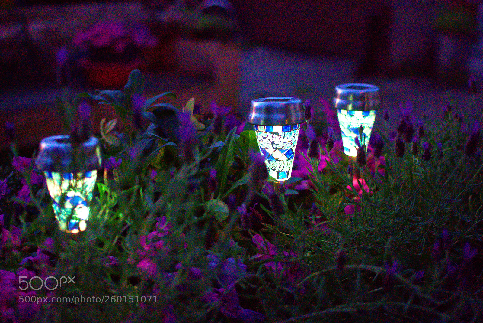 Nikon D3400 sample photo. Night flowers photography