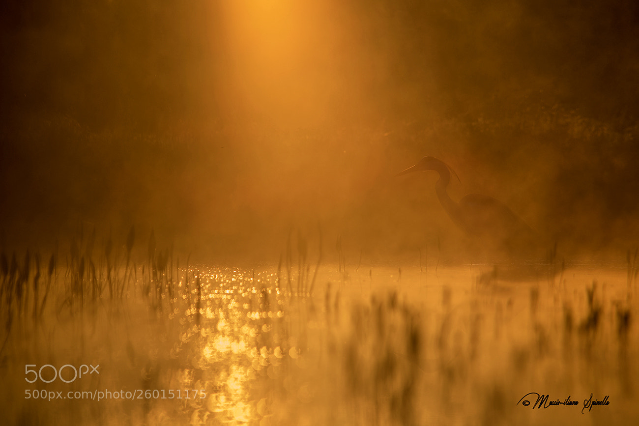 Nikon D850 sample photo. L'alba ha l'oro in photography