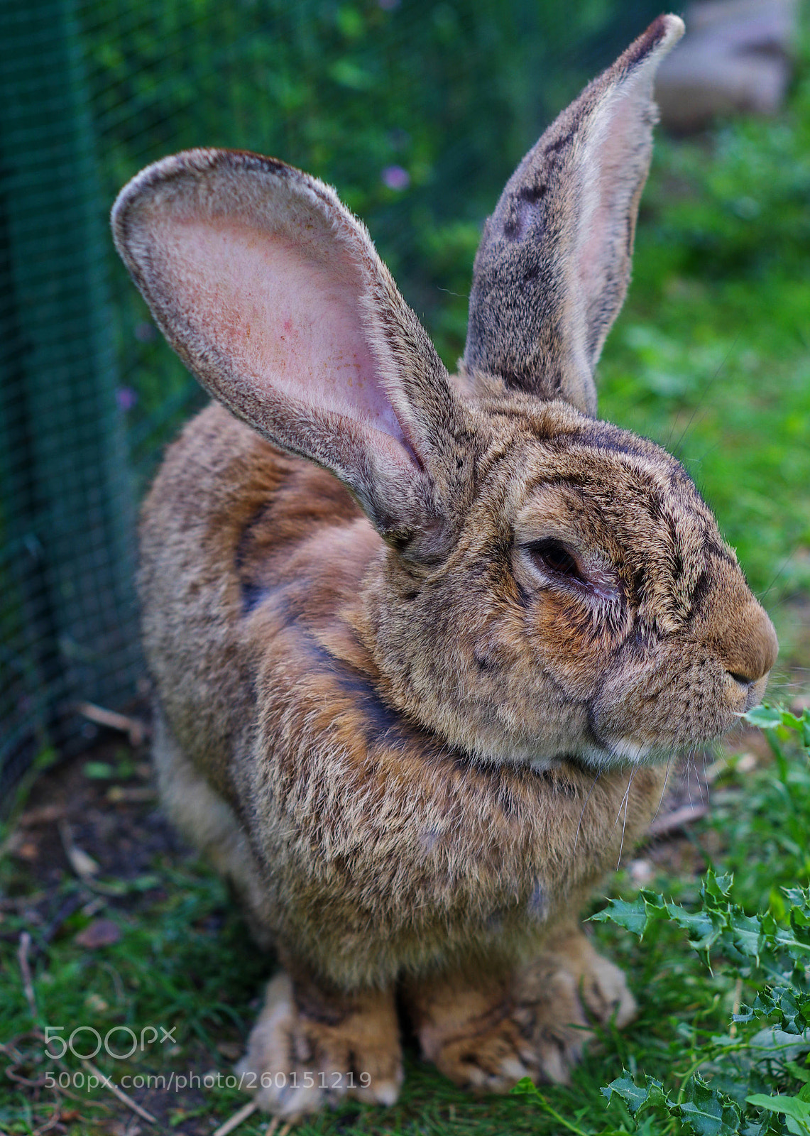 Pentax K-r sample photo. Rabbit in a garden photography